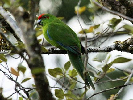 Margaret's Bird Finding Tour