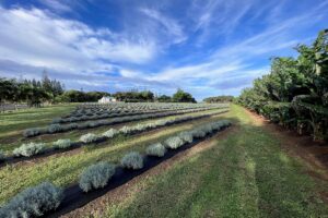 Lavender Farm Tour