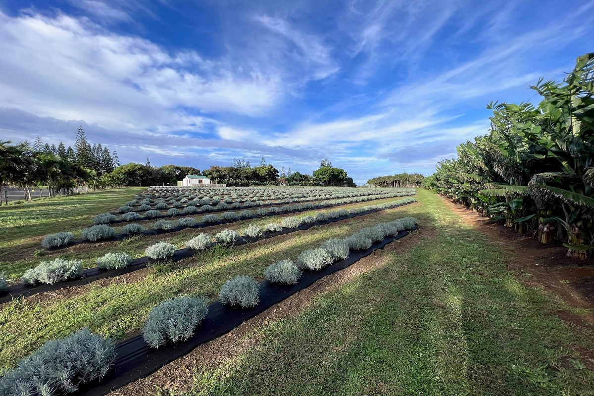 Lavender Farm Tour