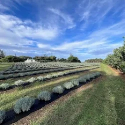Lavender Farm Tour hero